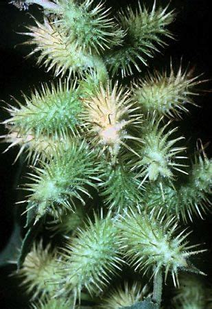 Cocklebur | Invasive Weed, Annual Plant & Weed Control | Britannica