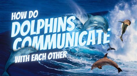 How Do Dolphins Communicate With Each Other Underwater Dolphins YouTube