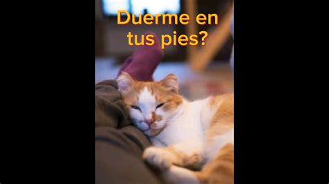 Qu Significa Que T Gato Duerma En Tus Pies Shorts Gatos Cat