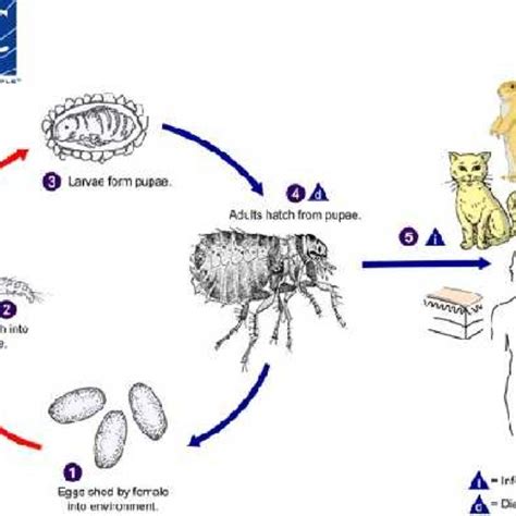 1 General Flea Life Cycle Available At Dpdx Fleas