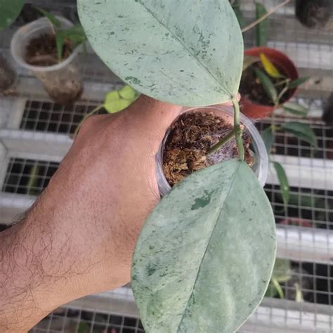 Hoya Coriacea Silver Aroid Nursery