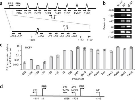 Antisense Transcription At The Pr Promoter A Locations Of Pcr Primers