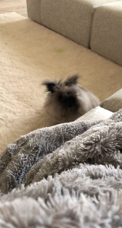 A fluffy binky : r/Rabbits