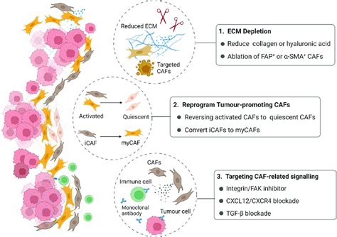 Current Treatments Related To Cafs 1 Ecm And Caf Depletion Degrade