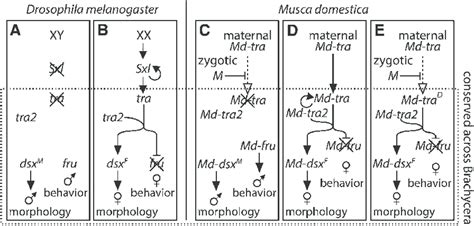 Sex Determination Pathways The A Male And B Female Drosophila Download Scientific Diagram