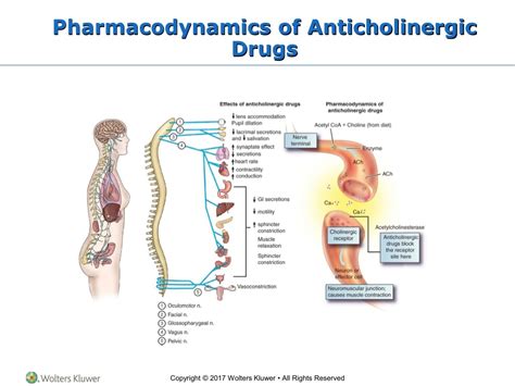 PPT Chapter 33 Anticholinergic Agents PowerPoint Presentation Free