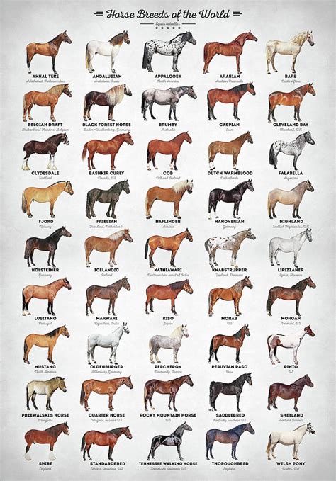 Horse Breeds Of The World Digital Art By Zapista Ou Pixels