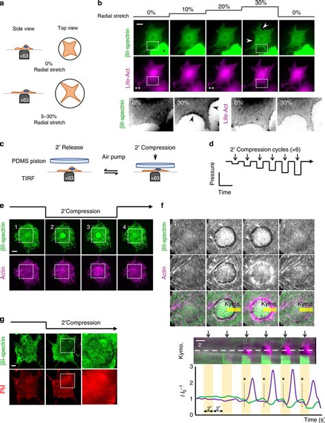 βII spectrin reactions to mechanical perturbations highlight the