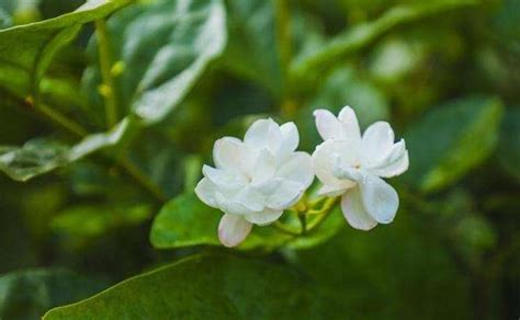 茉莉花上盆小技巧，知道這幾點，一周就能緩苗成功，新葉蹭蹭長 每日頭條