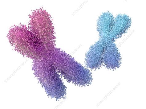 Chromosomes Illustration Stock Image C0234574 Science Photo Library