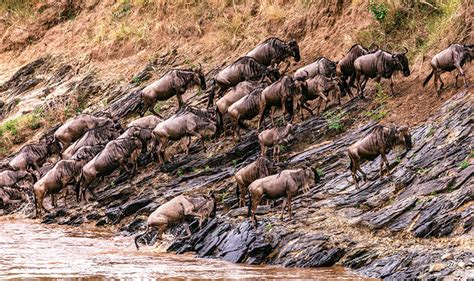 4 Days Serengeti Wildlife Safari - Serengeti National Park Trips