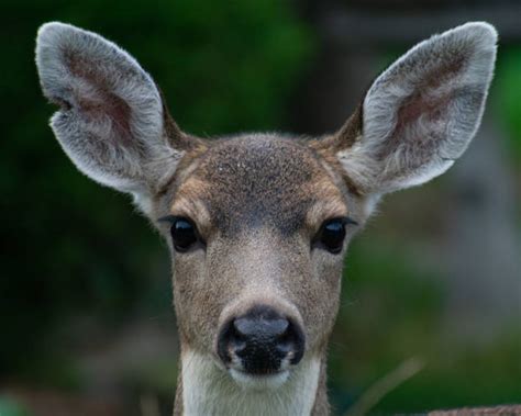 10 Deer In Headlights Look Stock Photos Pictures And Royalty Free