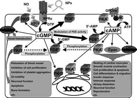 Overview Of PDEs And Their Regulation Circulation Research