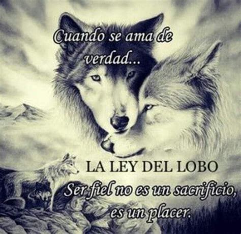 Lobos Con Frases Meme Sitting Wolf