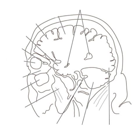 Skull Sagittal C Diagram Quizlet