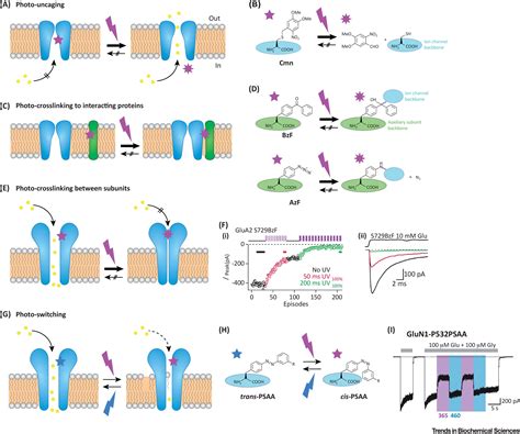 Probing Ion Channel Structure And Function Using Light Sensitive Amino