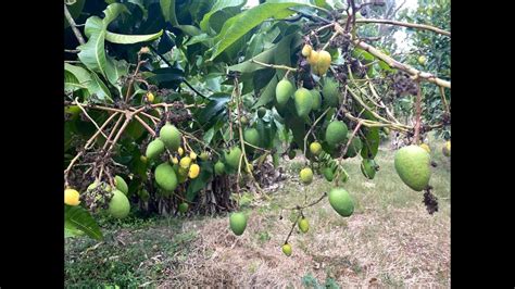 2023 Mango Season Fruit Update Sarasota Florida Youtube