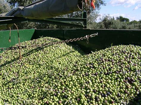 Proceso Productivo Del Aceite De Oliva Virgen Extra Aove