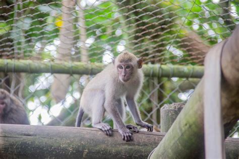 Filhote de macaco rejeitado pelos pais ganha nova família em zoo de