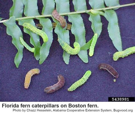 Florida Fern Caterpillar | NC State Extension Publications