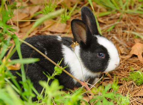 Dutch Rabbits