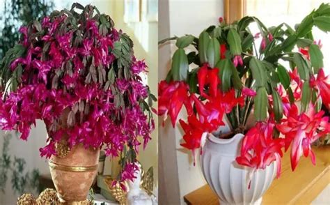 Come Propagare E Coltivare Un Cactus Di Natale Schlumbergera