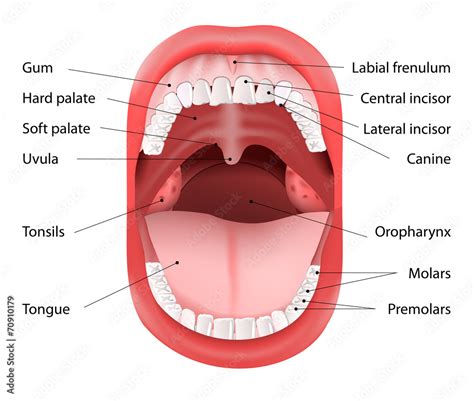 Human Mouth anatomy Stock Vector | Adobe Stock