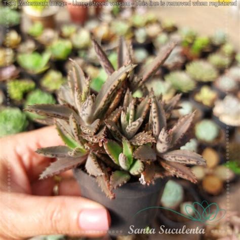 KALANCHOE SERRATA MANNONI PT 07 Cm Santa Suculenta