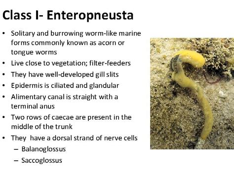 Protochordata Zly 304 Phylogenetic Relationship Between Echinoderms Hemichordates