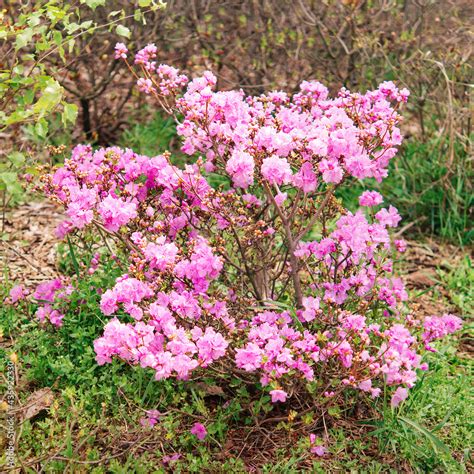 Varietal Cunningham Rhododendron Rhododendron Caucasicum X