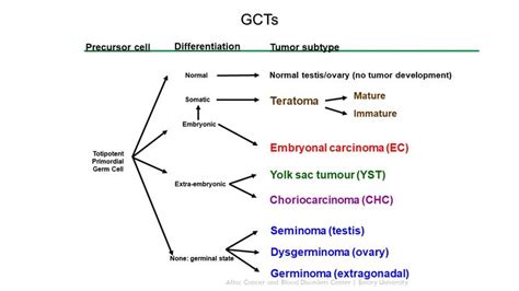 Childhood Extracranial Germ Cell Tumors Treatment (PDQ®)–Health ...