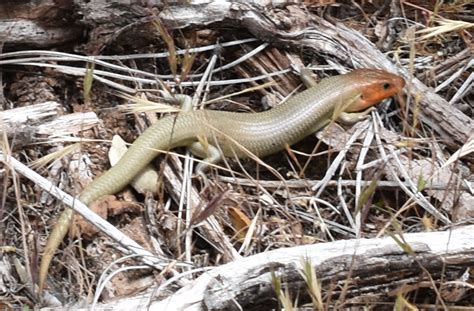 Gilbert S Skink From Hain Wilderness Paicines Ca Us On May