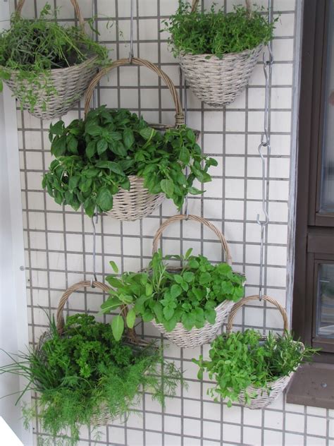 Cuáles son las mejores plantas para un jardín vertical