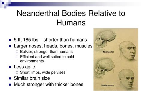 Our Closest Relatives The Neanderthals Ppt Download