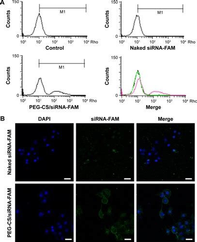 Full Article Chitosan Based Nanoparticles For Survivin Targeted Sirna