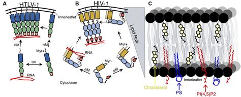 Frontiers New Insights Into Retroviral Gaggag And Gagmembrane