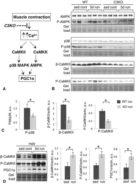 Western Blot Analysis Of The Upstream Components Of The Pathways