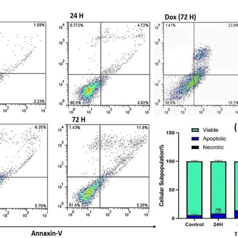 Kg1 A Cells Treated With 4 Bhpcp And Doxorubicin Dox As A Positive