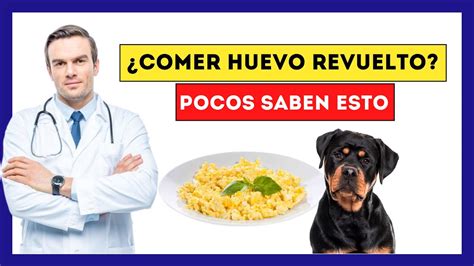 Ha Comido Huevo Revuelto Descubre El Inesperado Efecto En Tu Perro