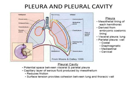 Pleural diseases 303 Flashcards | Quizlet