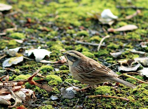 Penny S Hot Birding And Life MEGA TWITCH SIBERIAN ACCENTOR