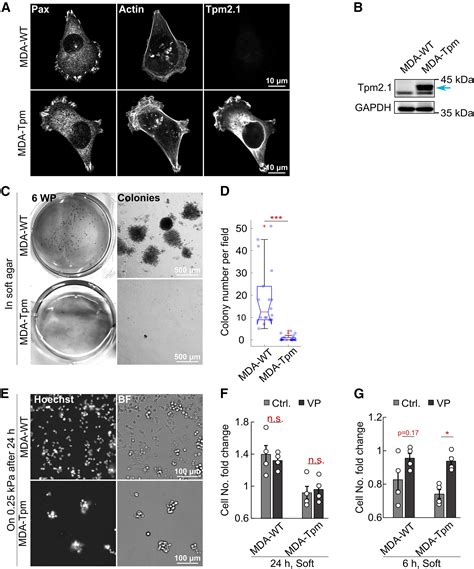 YAP mediates apoptosis through failed integrin adhesion reinforcement ... 