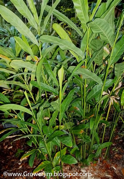 Garden Adventures Alpinia Galanga