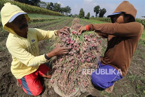 Ekonomi Minus Sumbangan Sektor Pertanian Ke Pdb Justru Naik