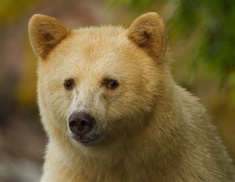 Spirit Bear, Grizzly Bear-Viewing Boat Tour, Great Bear Rainforest in Fall