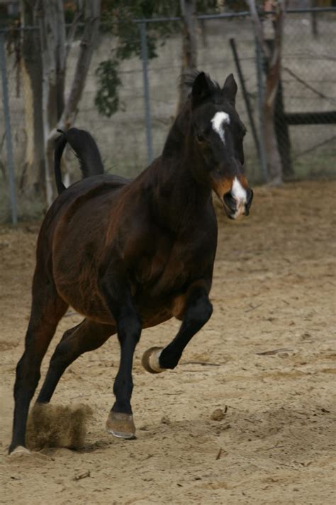 Bay Thoroughbred Gelding at Liberty by HorseStockPhotos on DeviantArt