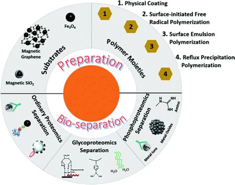 magnetic polymer nanomaterials  sample pretreatment  proteomics