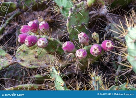 Prickly Pear Cactus with Purple Fruits, Opuntia Stock Photo - Image of ...