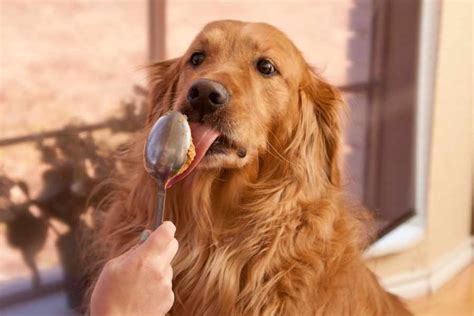 Golden Retriever La Raza Perfecta Para Tu Familia