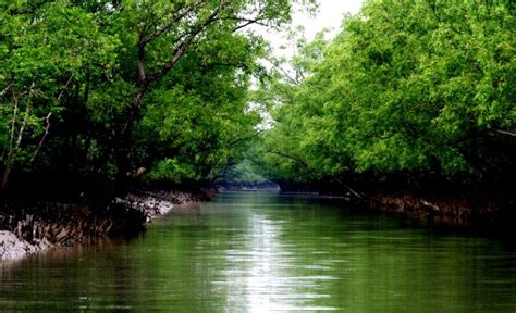 Discover Top Things To Do In Sundarbans Travel Guide